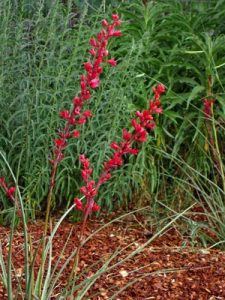 Water-Thrifty Plants Image